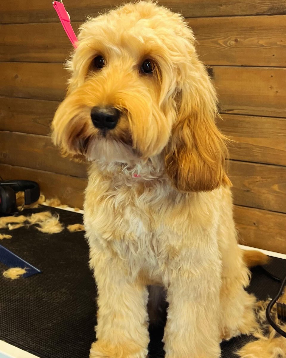 AlanaJeff09's tweet photo. Tell me you’re obsessed with your dog, without telling me you’re obsessed with your dog.. 👀🫣 #firsthaircut https://t.co/C6xJ8s5EBI