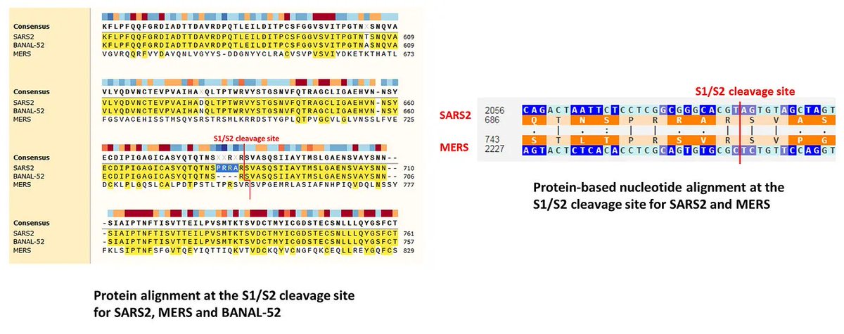 ydeigin's tweet photo. 60/

The desire to equip a SARS2 progenitor with a MERS-like FCS can also explain why a genetic engineer might have chosen to do so via an insertion rather than mutation of existing nucleotides: the MERS spike protein is four residues longer at the S1/S2 junction than SARS-like viruses, and an insertion like PRRA removes this imbalance, and potentially helps fully align the 3D structure of the two proteins at this junction: