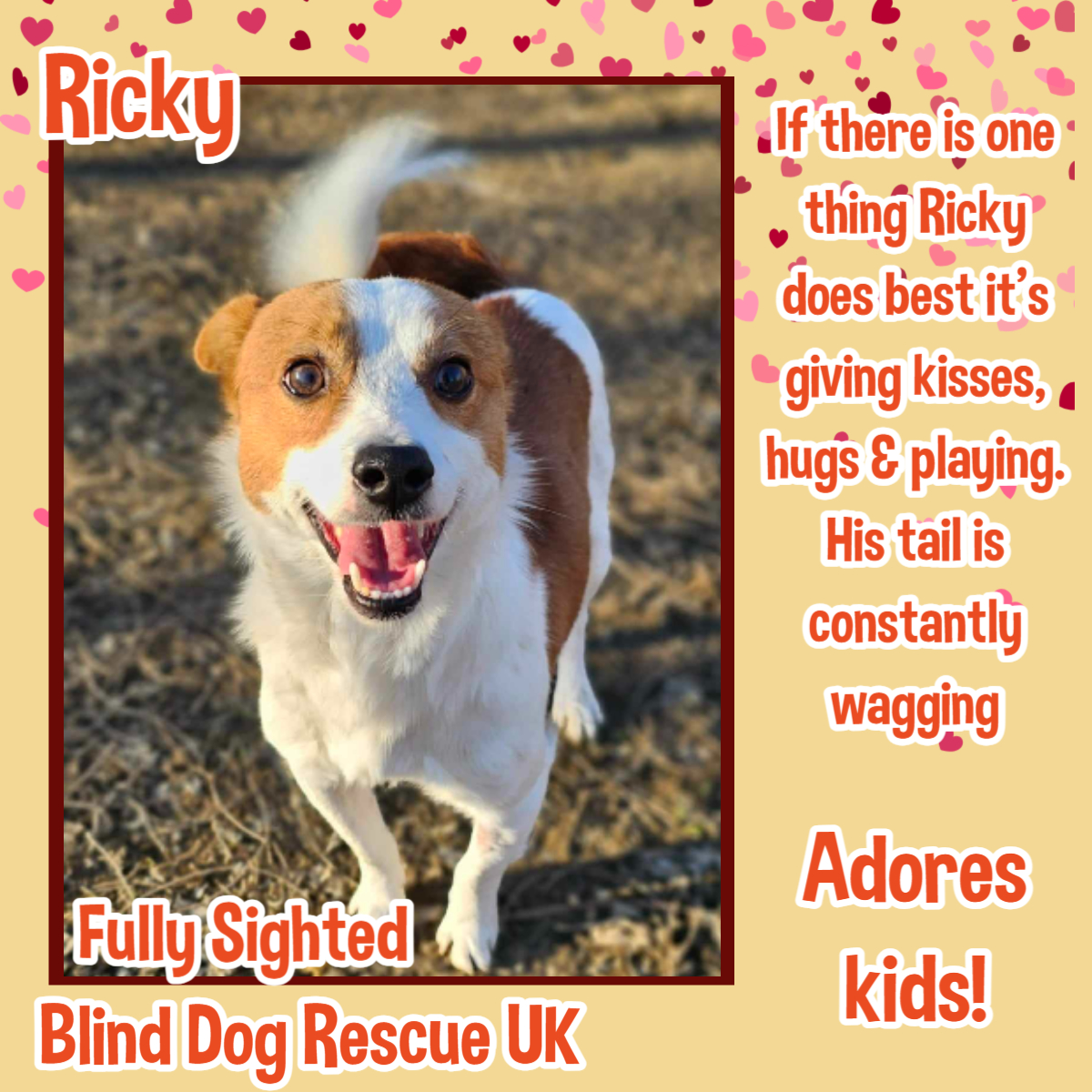 #k9hour 1yo RICKY is a happy little lad who was left without an owner & thrown out on the busiest dangerous street, looking for a human heart to take him home. Despite this, he only knows how to share kisses, play & give hugs. His tail is constantly wagging, giving the sign of