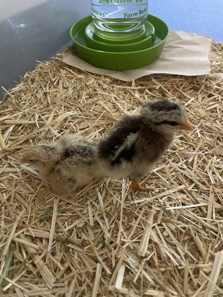 Bennett Bears tweet media