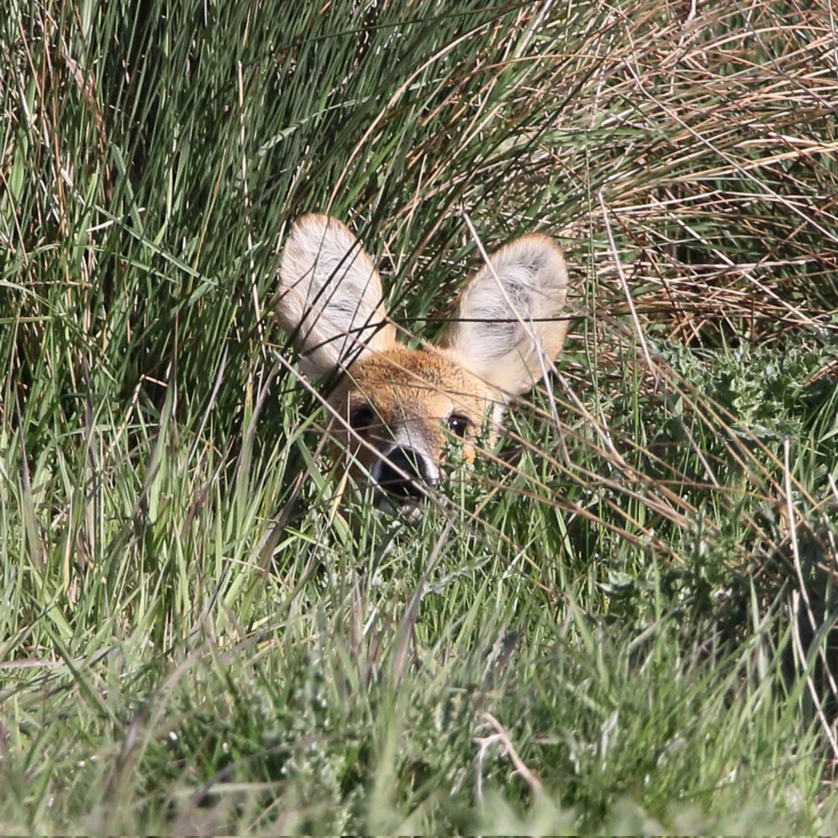 Chinese water deer trying to hide in the reeds of Cuckoo Fen, #RSPB Ouse Fen, Over, #Cambridgeshire The Teddy bear like ears are a giveaway @Natures_Voice @BritishDeerSoc @BBCSpringwatch #BBCWildlifePOTD #TwitterNatureCommunity #TwitterNaturePhotography
