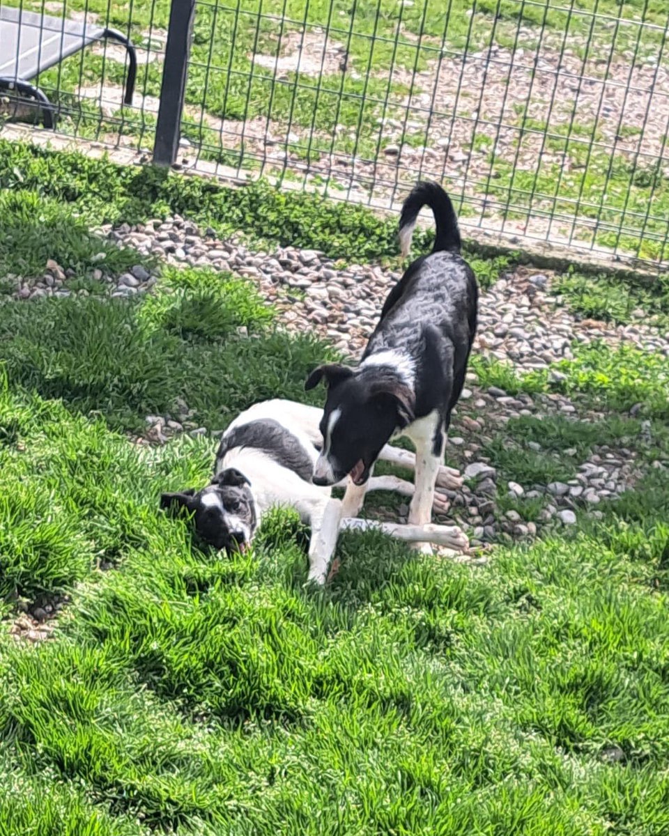 💥URGENT foster/adopt homes STILL needed for Lizzy & Seren (together or separately)💥

Could you help? Fostering is FREE 🙏

They are 5 months old & can live with other dogs 🐶 

Please get in touch 💌
dnvsaveanimals.com

#k9hour #teamzay #AdoptDontShop #FostersSaveLives