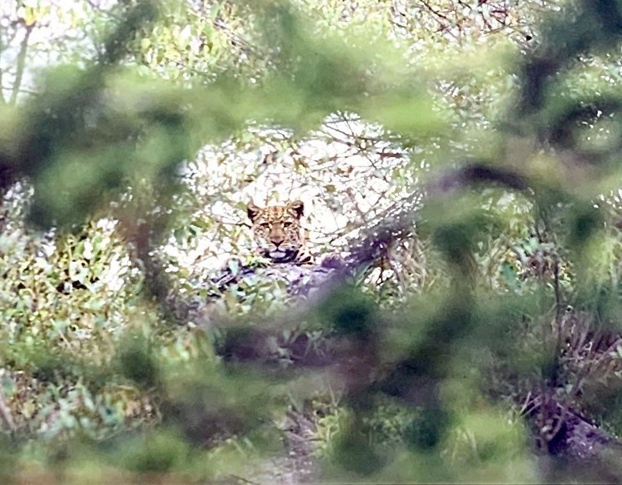 My favourite wild creature - a hint of magic - never take seeing one of these glorious cats for granted ⁦@Mills690⁩ ⁦@governorscamps⁩ ⁦@QUBelfast⁩ ⁦@QUBAlumni⁩ ⁦@paulgoldstein59⁩ ⁦@MargotRaggett⁩ ⁦@GavinThurston⁩ ⁦@AmyDickman4⁩