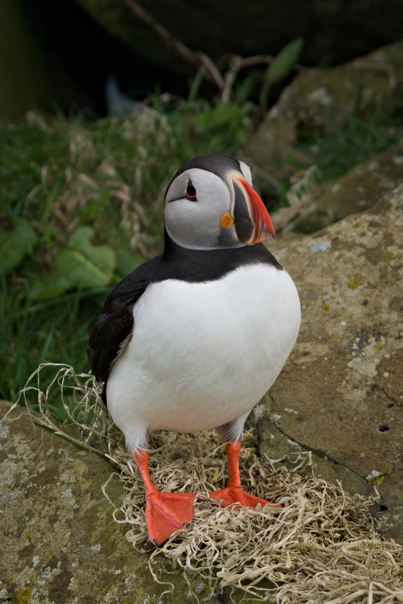 Here's another puffin... (how much patience have you got for this, because I could go on for some time?) Lunga, Treshnish Isles, #InnerHebrides