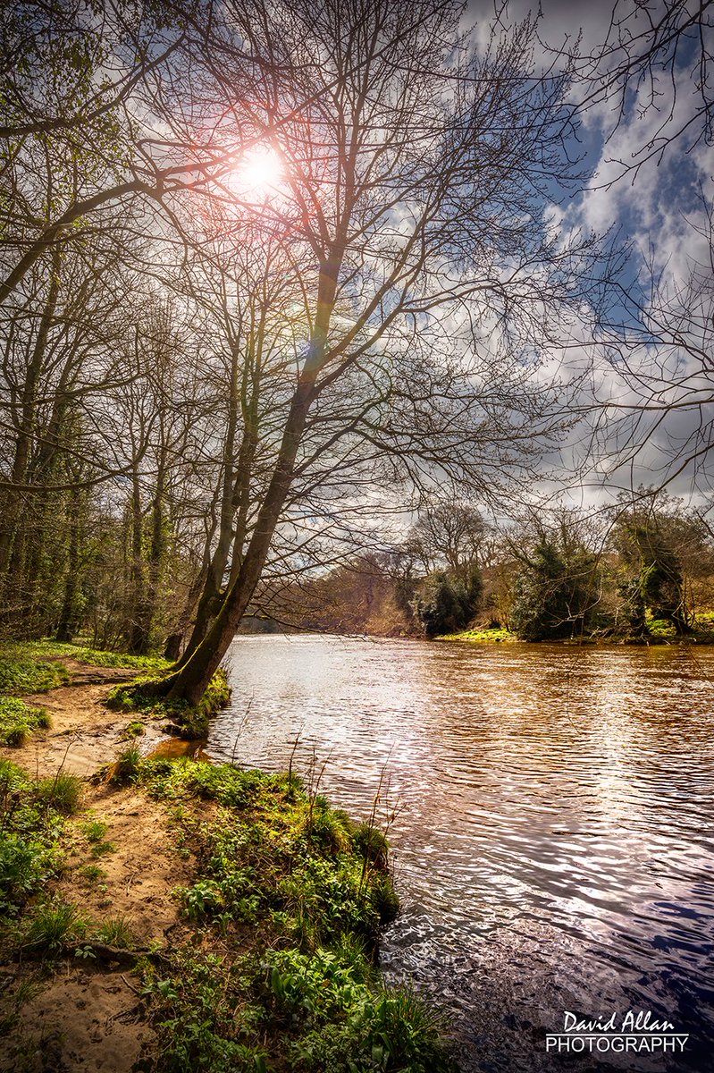 Springtime and the heady scent of wild garlic (Allium ursinum) will soon be permeating along the riverbanks near the historic Finchale Priory, Co Durham – absolutely can't wait... @ThisisDurham @EnglishHeritage @NorthEastTweets @VisitEngland @VisitBritain #spring