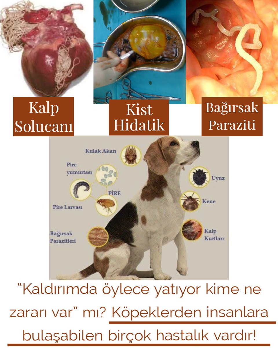 Başıboş köpekler toplum sağlığı sorunudur. @saglikbakanligi ve  @drfahrettinkoca  bu konuyla ilgili tek kelime açıklama yapmıyor.