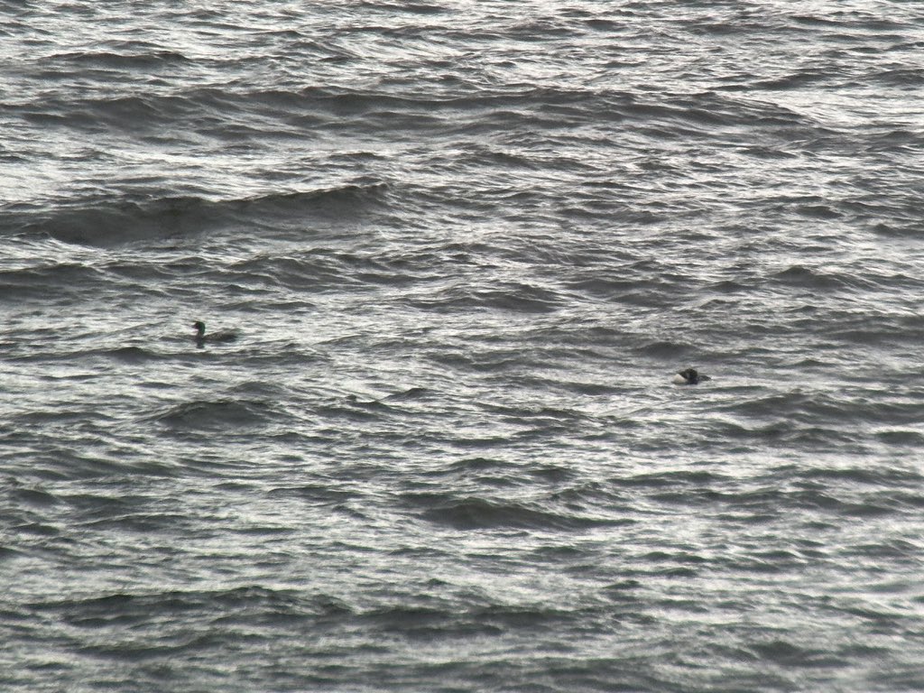 Not award winning images by any means, but three White-billed Divers still from Redhythe Point, west of Portsoy tonight at 19:30