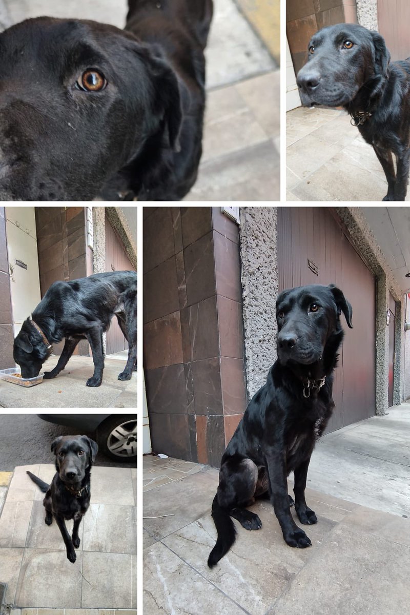 Perrita encontrada en alcaldía #MagdalenaContreras CDMX por Av Querétaro, está resguardada pero sin poderla retener pues ya hay mas perrines @PrrosPerdidosMX @FundacionToby @HELA_MORE para difundir por favor