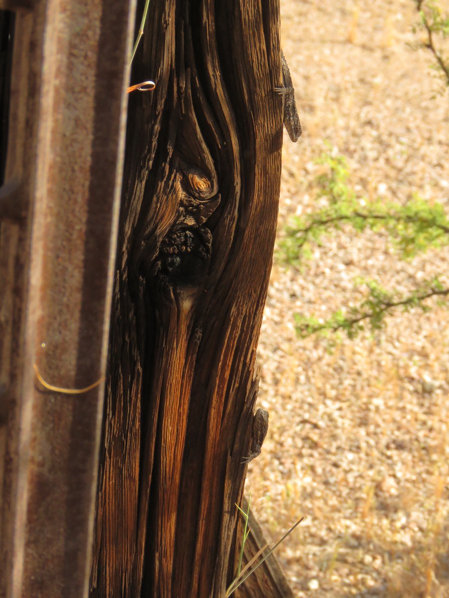 Ha! I was trying to zoom in on the ornate tree #lizard that had escaped my camera only to realize, 'Wait, that's not where it went.' Yes, there were TWO. Do you see them?