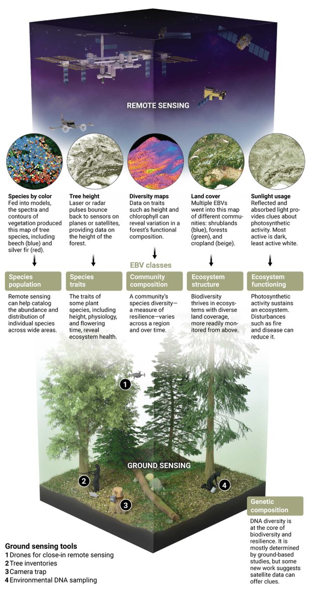 Satellites and other remote sensing tools are not only revolutionizing how scientists study ecosystems, they’re also poised to become powerful tools in the fight to protect them. Learn more on #EarthDay: scim.ag/6GM @NewsfromScience