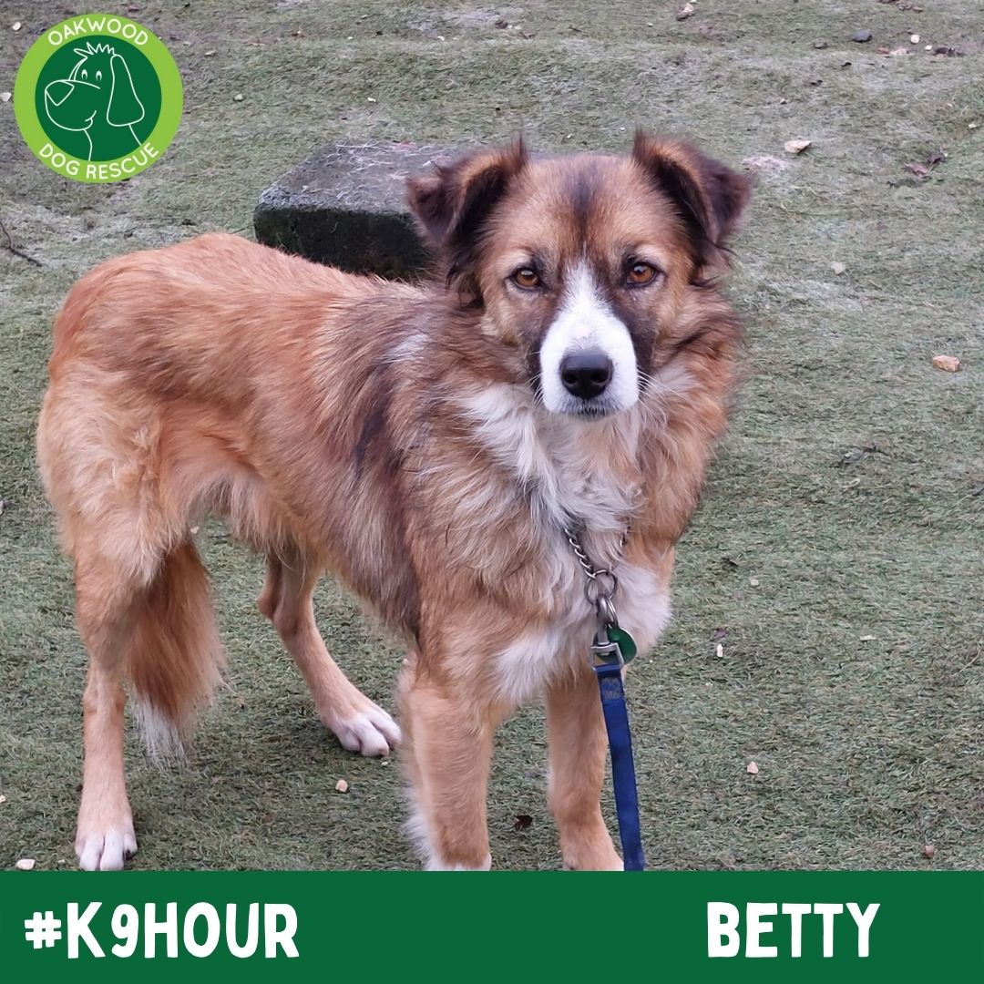 For #k9hour we have Betty looking her best in the hope to find her forever home💚
oakwooddogrescue.co.uk/meetthedogs.ht…
#teamzay #AdoptDontShop #RescueDog #dogsoftwittter  #adoptdontshop #rescue #dogsoftwitter #rehomehour