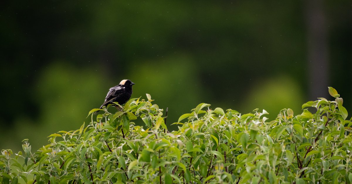 🌎This #EarthDay, we are thrilled to be supporting the future generation of conservation leaders in Ontario. Through @NCC_CNC's interns, we are able to safeguard and nurture Ontario's stunning and endangered natural areas and species that rely on them. brnw.ch/21wJ46W