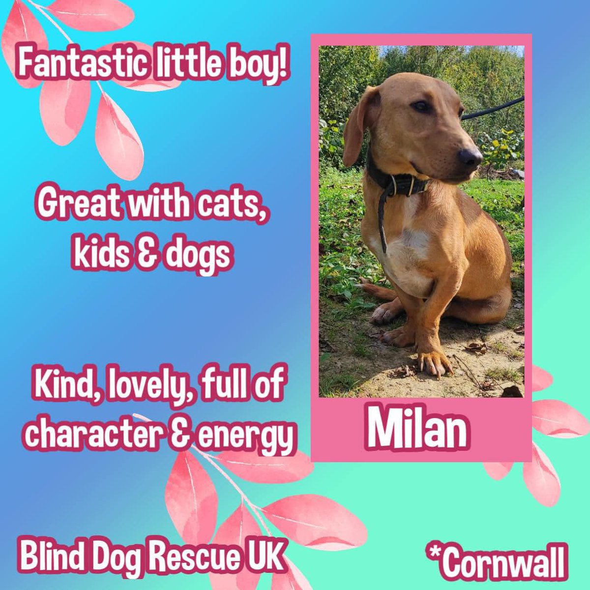 #k9hour Born in 2021, MILAN is the best little boy, great with cats, children & dogs, & is the kindest, loveliest character who is so deserving of a home & family of his own. See Milan here: youtube.com/shorts/zR1GQvH… & here: youtube.com/shorts/jOmCJkx… He would love an active home with