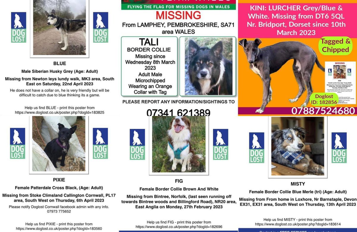 BLUE, TALI, KINI, PIXIE, FIG and MISTY 🚨ALL MISSING ONE YEAR🚨 Where do these dogs go 🐾😓