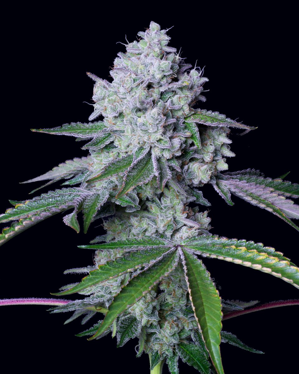 Communion no.3 (F1) feminzed seeds Our original release from 2019 that started out my journey of love with Communion. That release was filled with indica dominant genotypes, like this one shown here. The current version available is our Communion (S1) fem seeds and is sativa dom