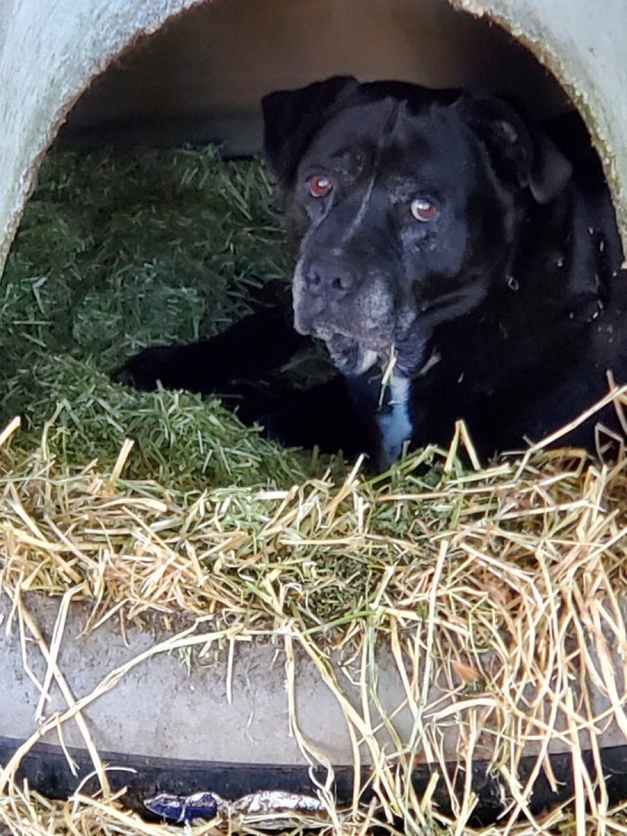 So it’s been a little bit but finally can share some bad news.  Had to make the decision to let Bubba go over a week ago.  Had had arthritis and degenerative issues in his hip.  He was almost 20.  Wonderful loyal dog who was always in a playful hop around mood.