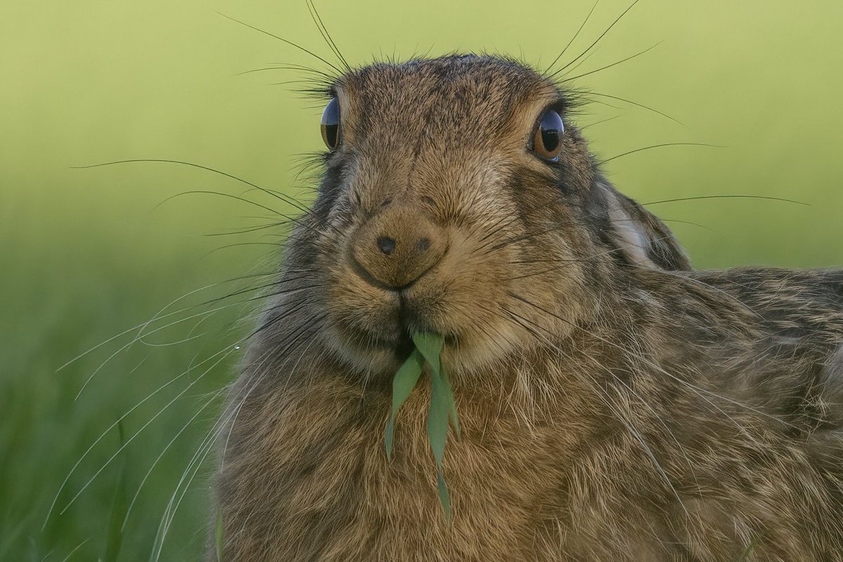 All eyes ‘n’ whiskers ❤️
#hare #brownhare #Norfolk #Springwatch #BBCWildlifePOTD #wildlifephotography