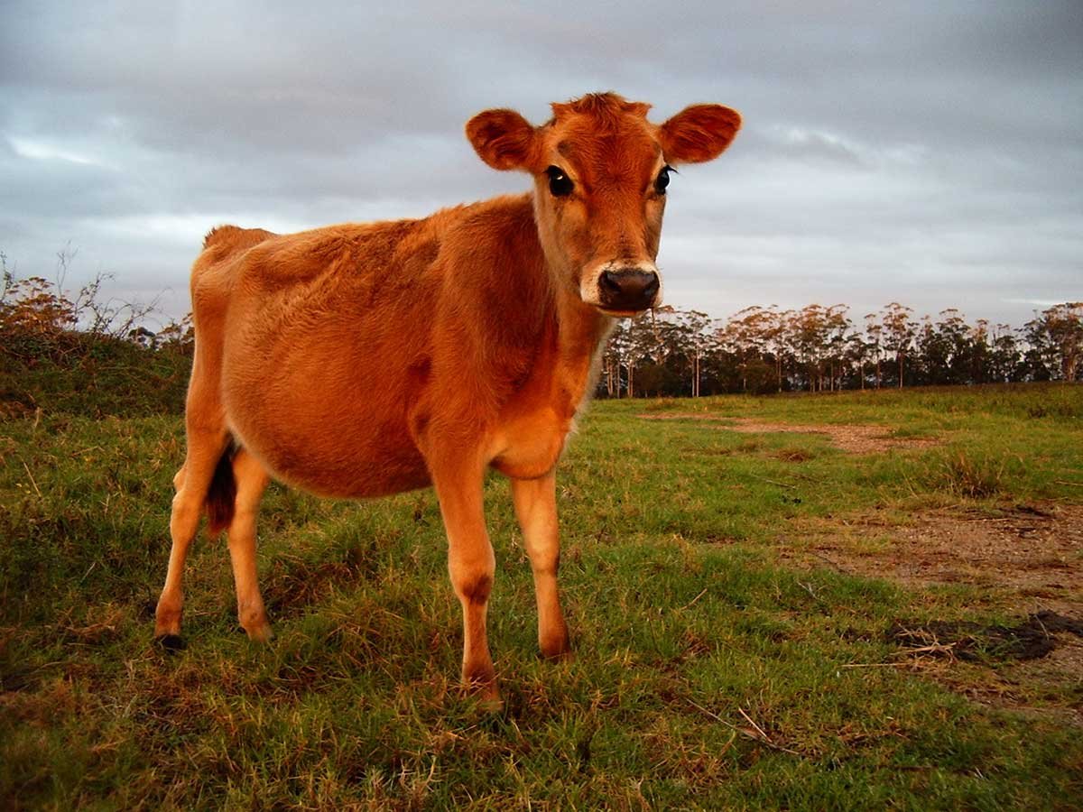 ChainlinkHitler's tweet photo. today, the jews will kill some perfectly innocent cows to help usher in their messiah (antichrist). i hope the cows resurrect in 3 days and take revenge. https://t.co/A8FVHAs1HZ