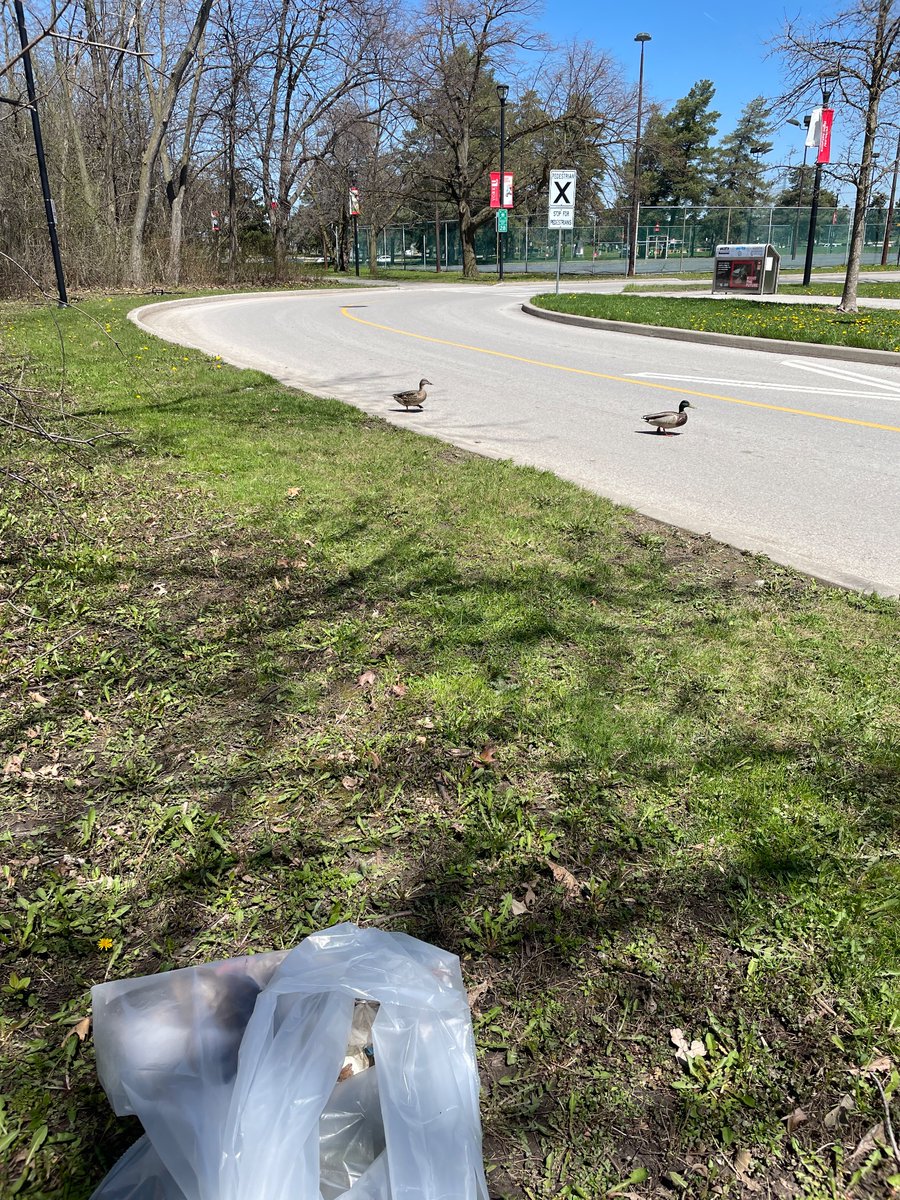 I had a fun time doing a little trash pick <a href="/yorku/">York Live Feed</a> today for #EarthDay Thanks for organizing <a href="/YUsustain/">York U Sustainability</a> I did it for these cuties who either said thanks or quack 🦆