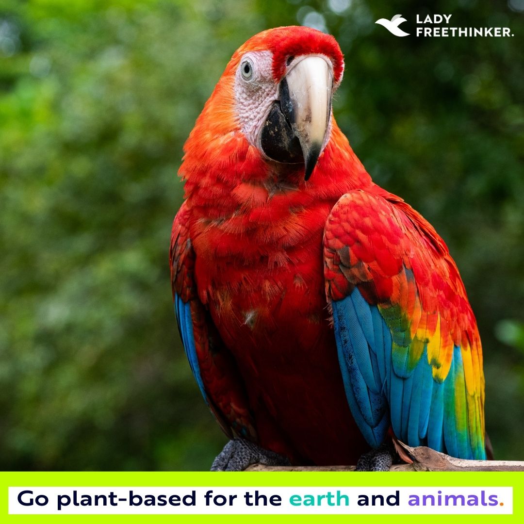 Animal agriculture contributes to:
-#Environmental destruction (including #deforestation in the #AmazonRainforest)
-#GreenhouseGasEmissions
-#Pollution
-#HabitatLoss for #wildlife
-#SentientAnimals suffering

This #EarthDay, go green and go #plantbased! 🌎