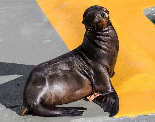 Sean Leon // Sea Lion