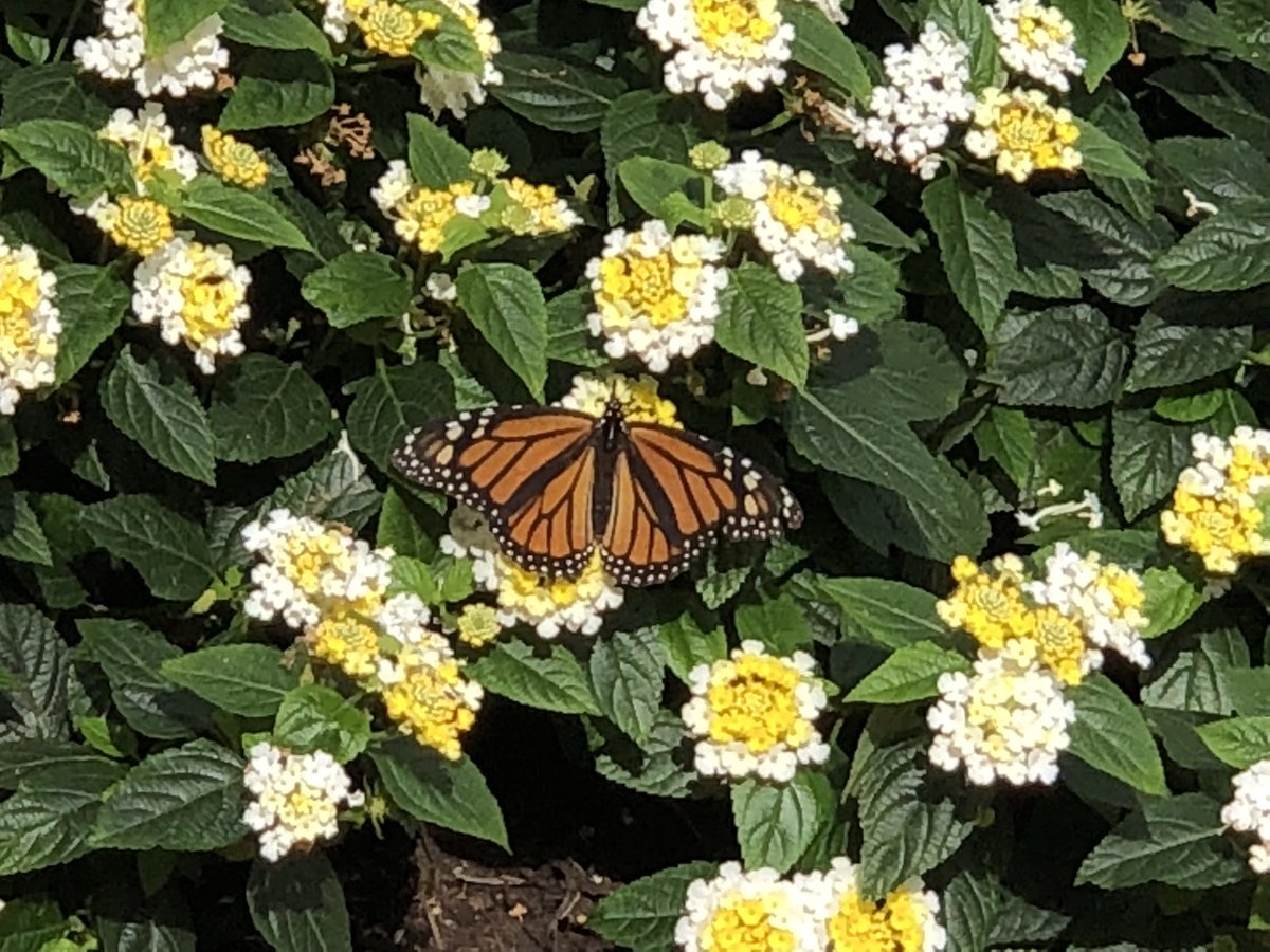 Butterflies are free, but losing them is not without cost. ⁦@ShenandoahNPS⁩