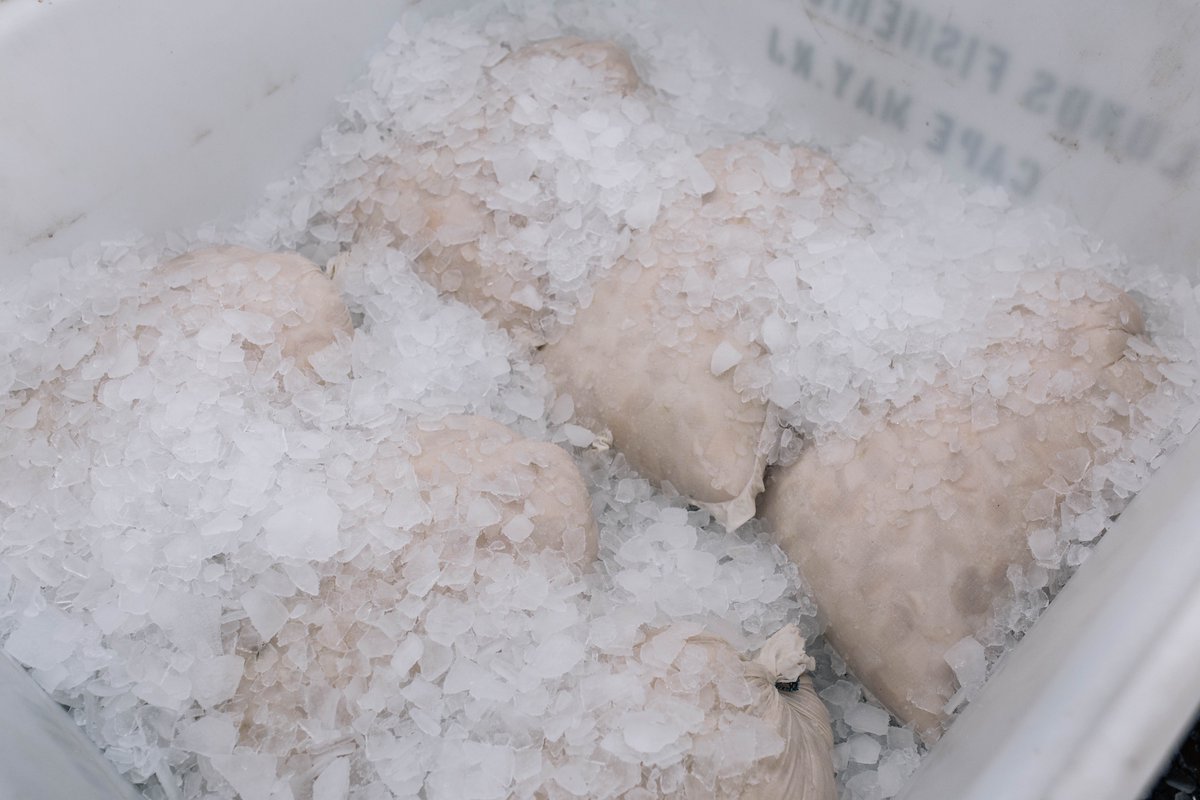 Lund's Fisheries, Inc. unloading fresh Marine Stewardship Council - MSC scallops in beautiful Cape May, New Jersey. For more information contact info@lundfish.com

#LundsFisheries #scallops #freshfish #capemaynj  #MSCecolabel