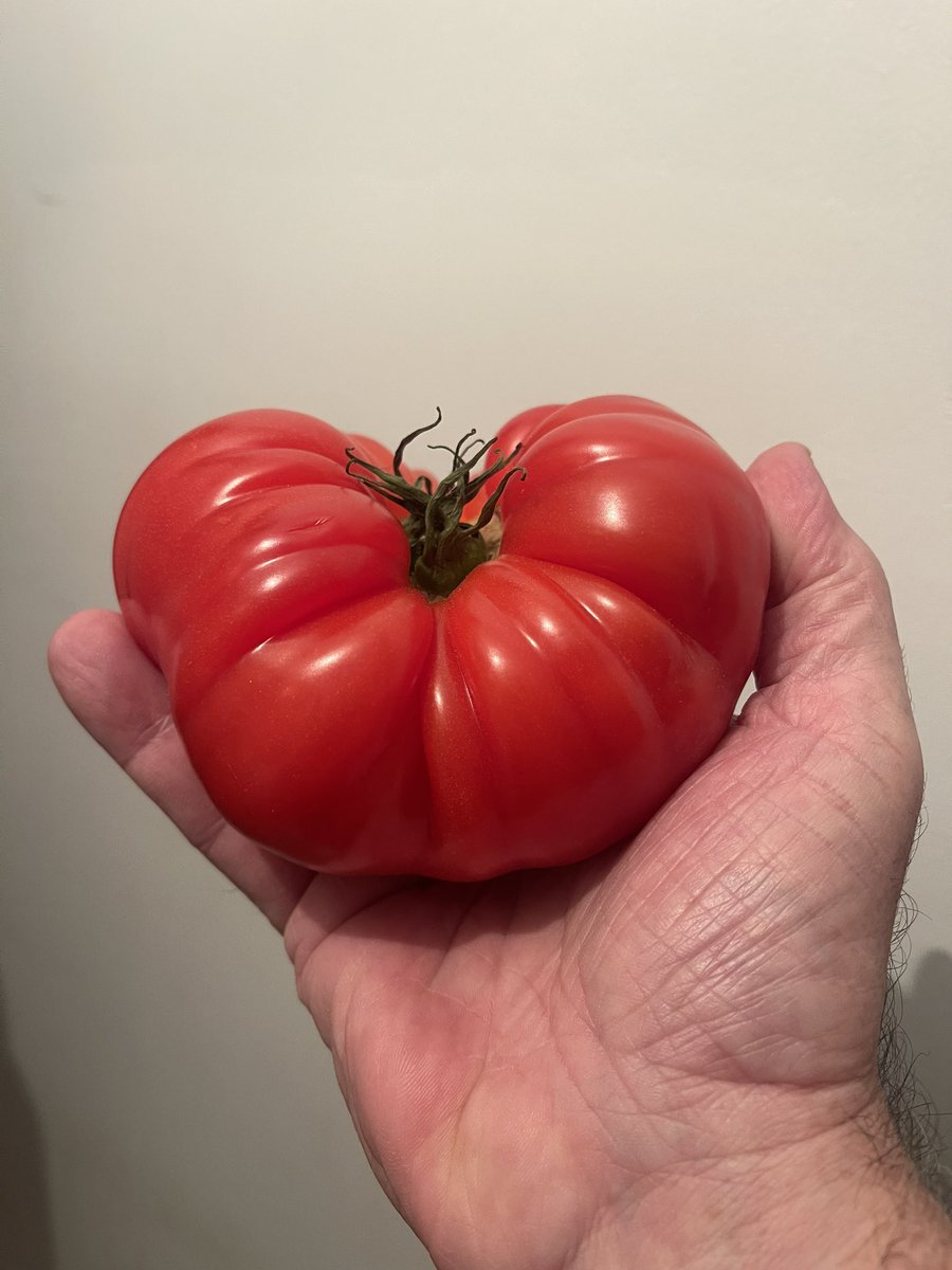 Perfectly imperfect 🍅 #Tomato #GiantTomato #Fresh