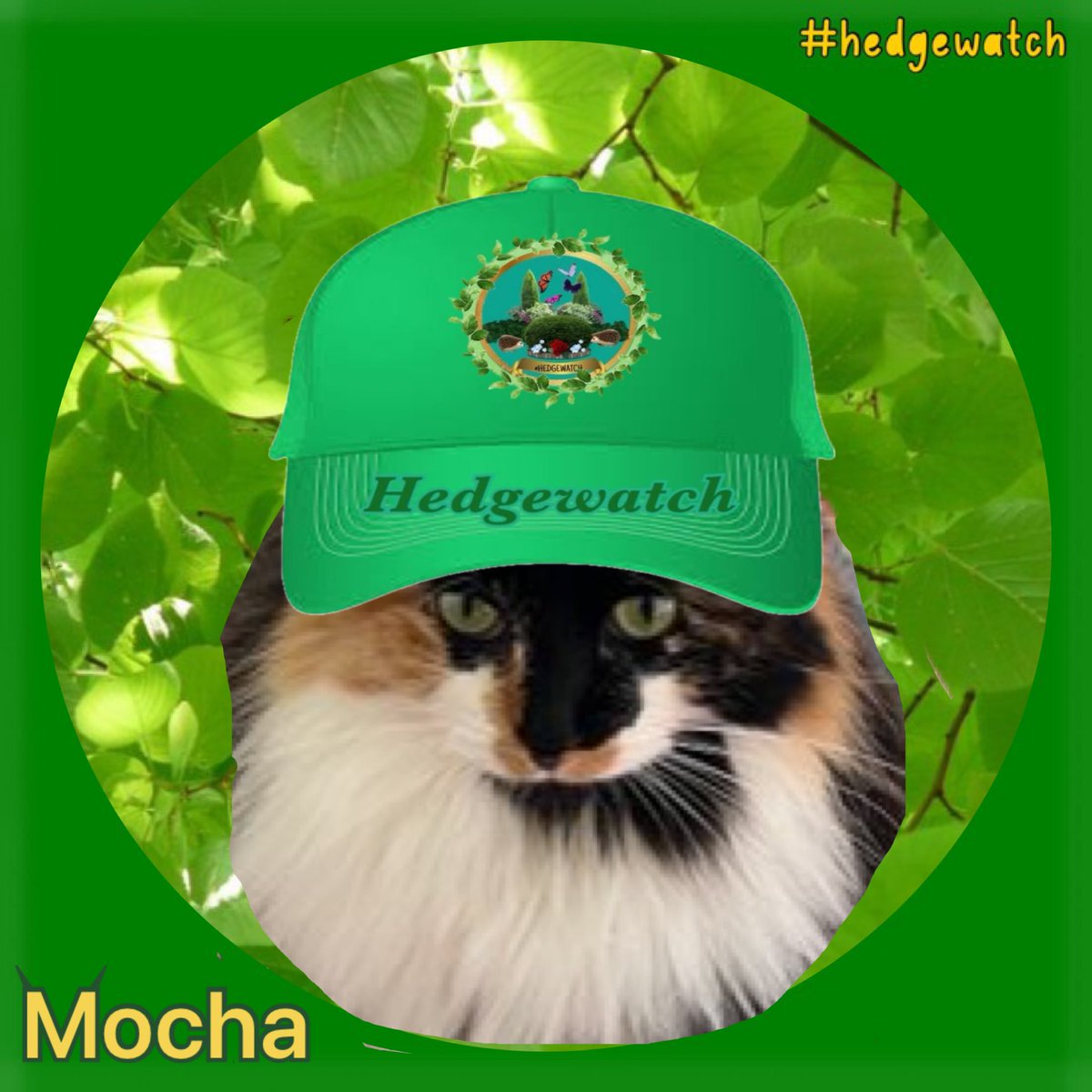 Hedgewatchers tweet picture