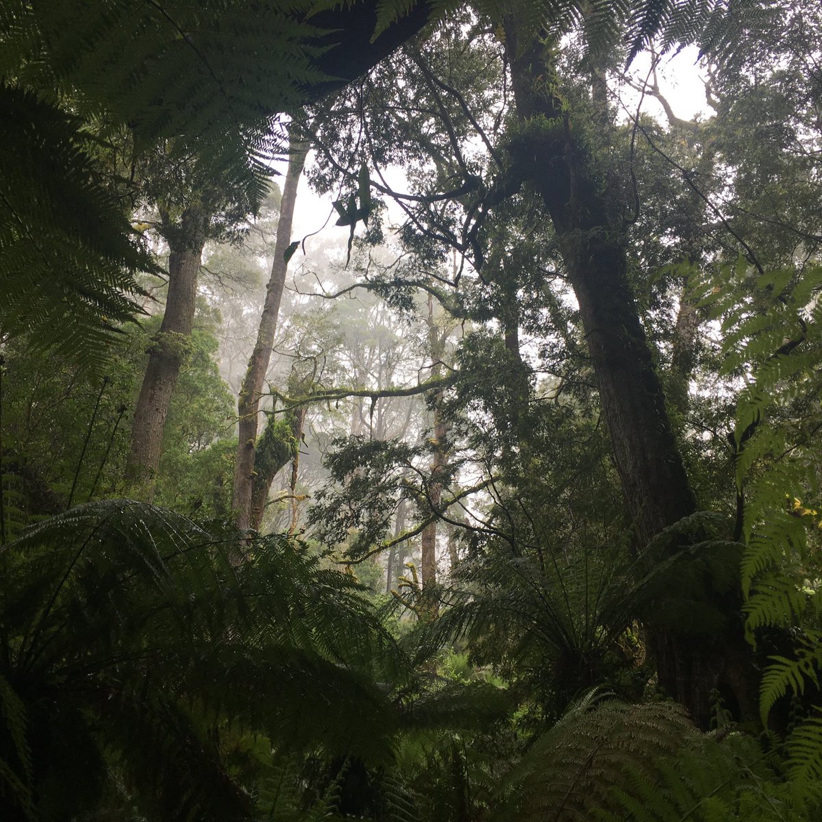 san_meredith's tweet photo. For this sustainable traveler Earth 🌎 Day is every damn day! But reflecting on the wonder that is the 🌏 it’s my forest adventures that stand out.

So enjoy these old images of my experiences &amp; try to name the locations in the comments below👇🏾 

#earthday #earthday2024 https://t.co/ESd1OG4Y5H