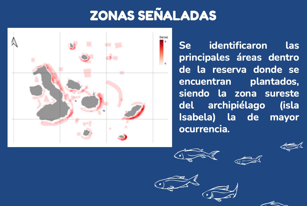 Nueva alerta con los #plantados o dispositivos agregados de peces (FADs o #ECOFADs de🚢 #Atuneros) en #Galapagos Se identificaron las principales áreas dentro de la Reserva Marina donde se encuentran plantados: al sureste de las islas, en Isabela, es dónde se encuentran más🧵