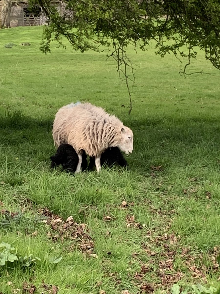 The Herdwicks of Shobdon.