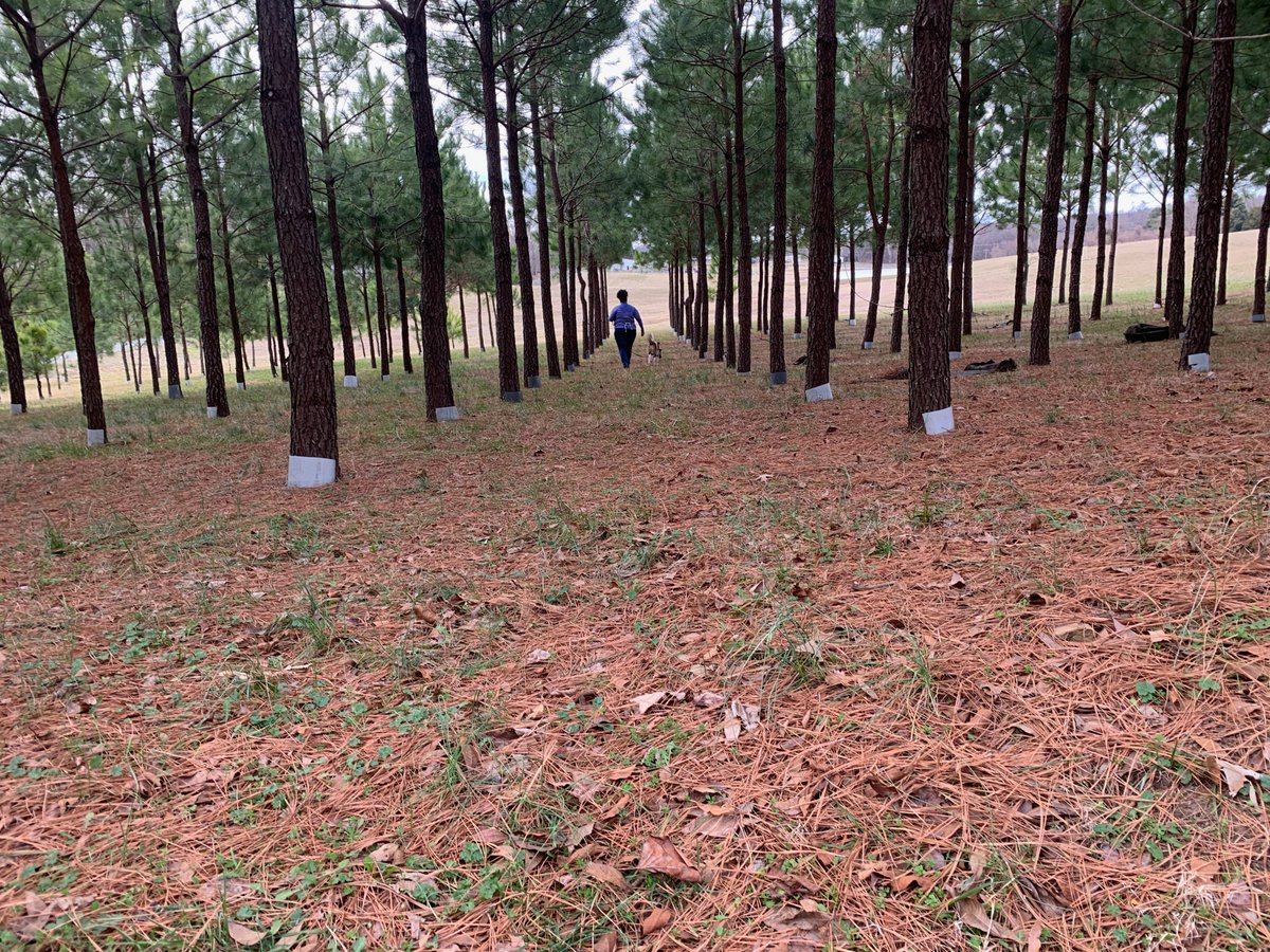 BeyondOurPlate's tweet photo. A couple pics of our truffle hunt - Gusto working with our camera team, on the hunt with Gusto, Quinn also searching for truffles, and Quinn leading the parade!  
If you're interested in truffles, check out @truffletopiaNC for the best products! https://t.co/6z2zvhscQO