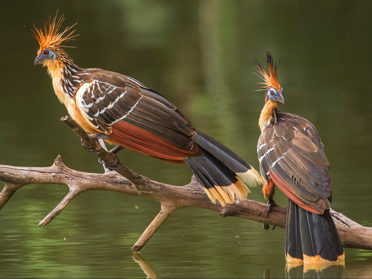 naturalists's tweet photo. Our Bird of the Week is the uniquely magnificent hoatzin!

With its striking appearance and unique evolutionary history, this Amazonian marvel has fascinating traits, from foregut fermentation to hooked wing appendages. Witness it yourself via our trips!

https://t.co/Ao1IAKnRcC https://t.co/huzqyXL0Lc