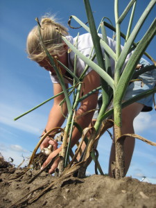 TorontoGarlic tweet picture