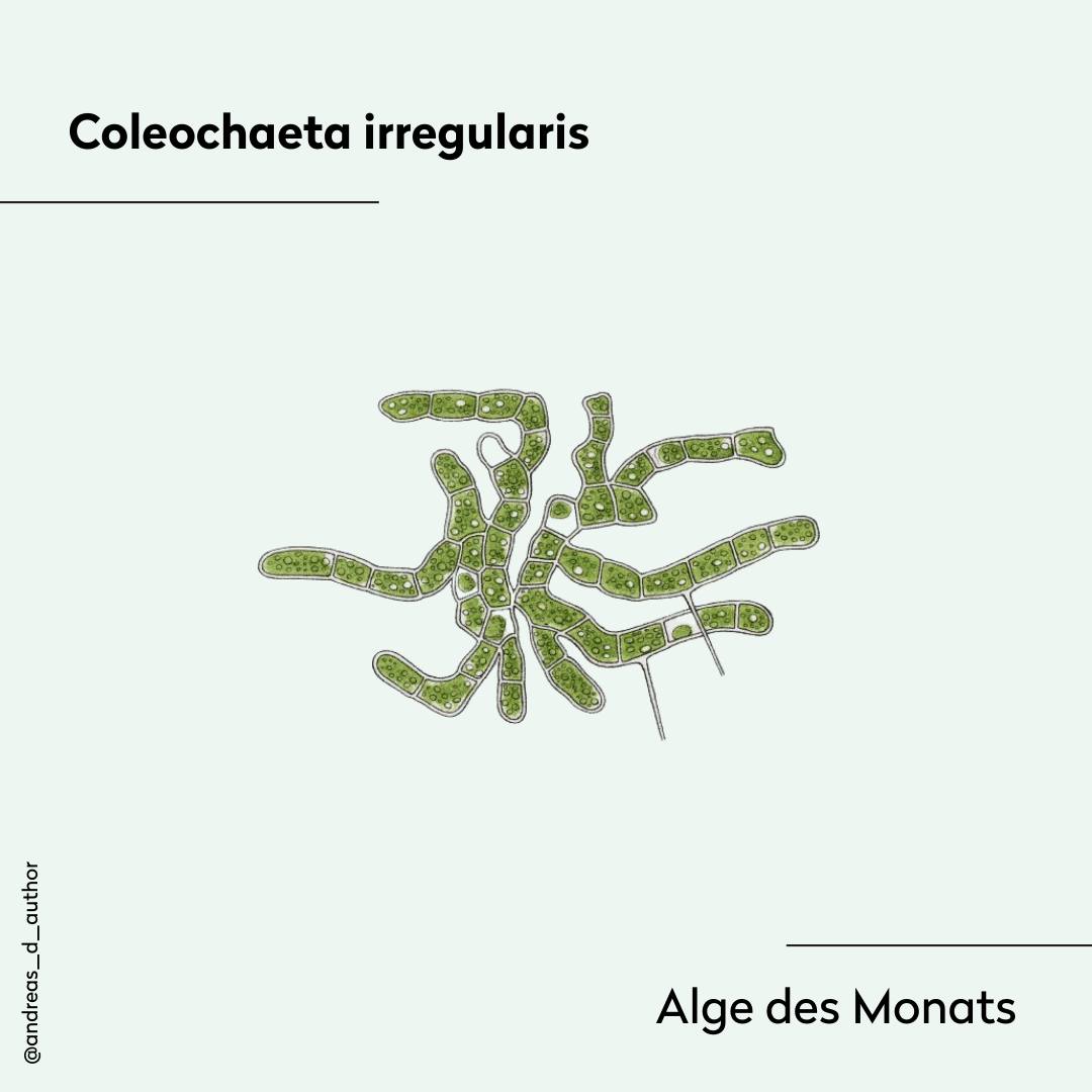 🌿 Freue mich, die Alge des Monats vorzustellen! 🌱 Entdeckt vom Botanikpionier Nathanael Pringsheim, bietet diese faszinierende Alge aufgrund ihrer einzigartigen Merkmale spannende Einblicke in die Algenbiologie. #AlgeDesMonats #Botanik #Algenbiologie