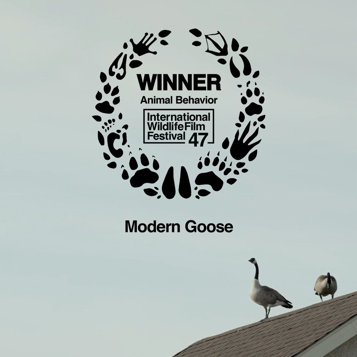 This #EarthDay, consider streaming Karsten Wall's award-winning short MODERN GOOSE → bit.ly/MoGoose Congratulations to the director and the whole team on this recent win at the 2024 International Wildlife Film Festival! 🎉🪿✨