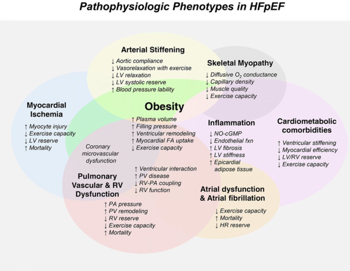 Complexity & multi morbidity are the hallmarks of HFpEF 🎯 Addressing the single components of the picture seems to be the way for tailored treatment #MedX #MedTwitter #CardioTwitter @radcliffeCARDIO @HanCardiomd