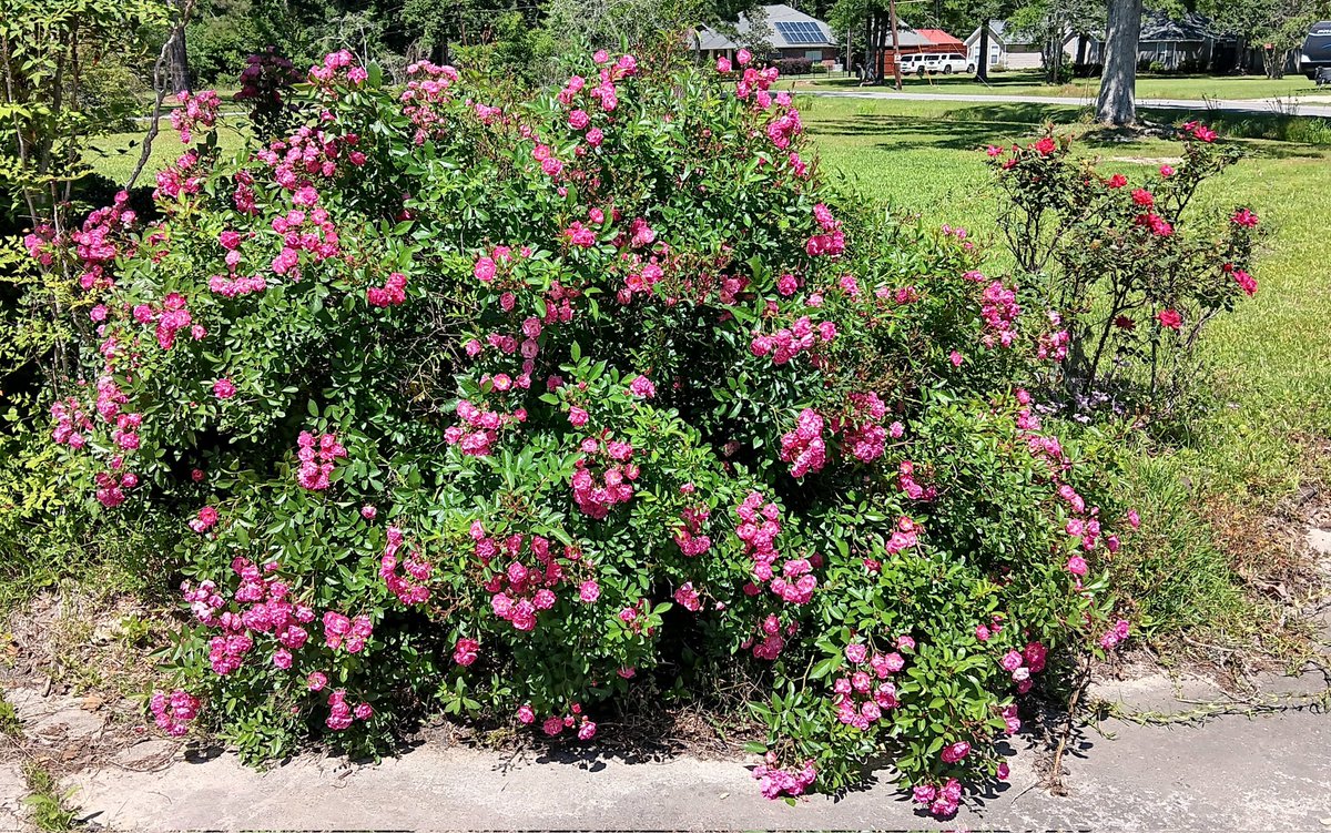 The bush Seven Sisters rose this afternoon. #flowers #roses