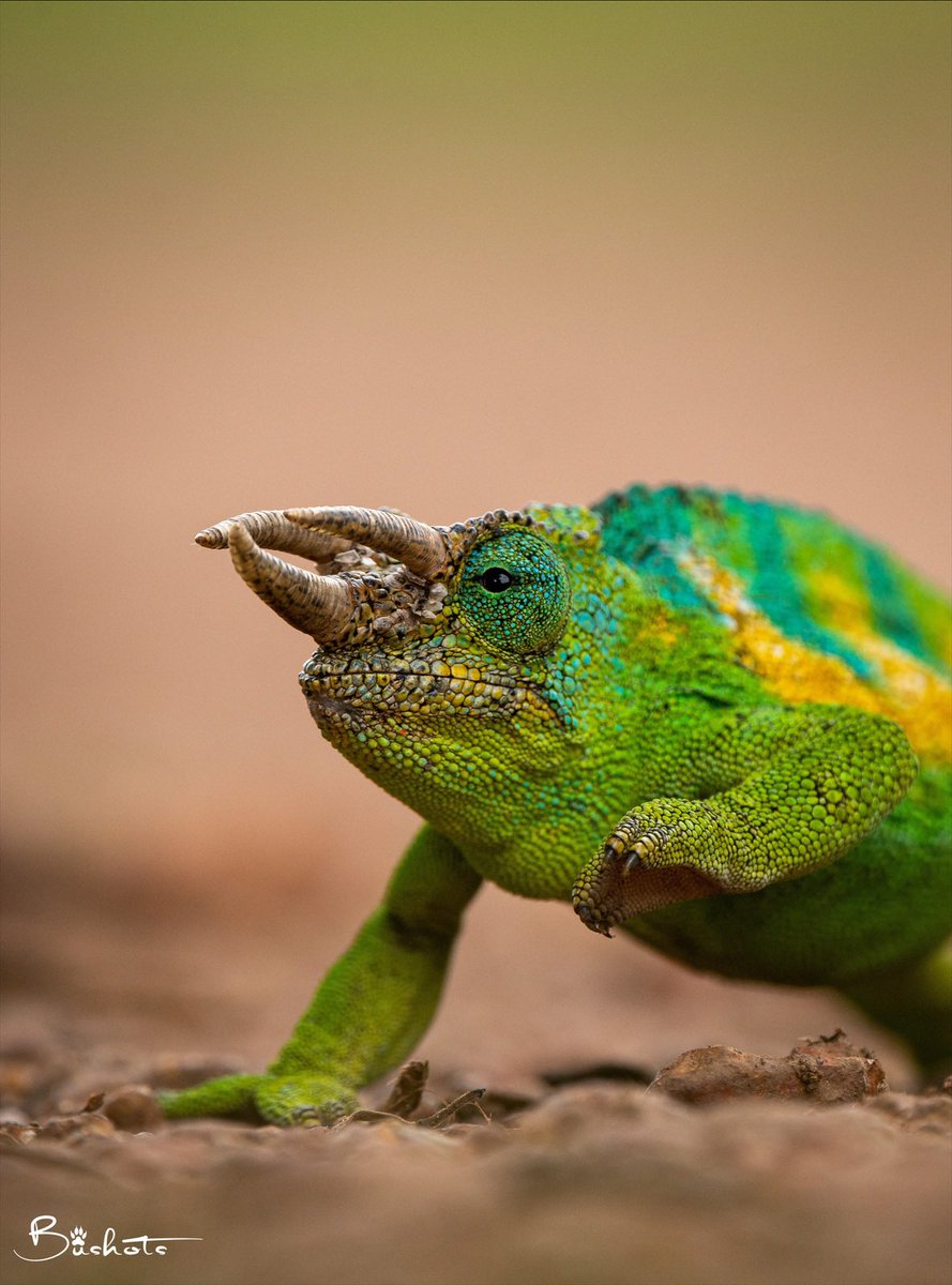 Happy Earth Day! Let’s celebrate and protect our beautiful planet today and every day. 📸: A Rwenzori Three-horned Chameleon 📍: Ruhija, Bwindi Impenetrable National Park #EarthDay #ProtectOurPlanet #SustainableLiving #GoGreen #LoveMotherEarth #HappyEarthDay #FieldGuide