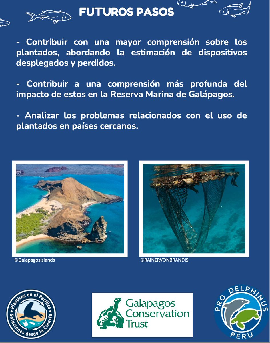 BitacoraEc's tweet photo. El estudio fue realizado por @PP_Sci2Soln @galapagossip y @Prodelphinus pero aún falta mucho para conocer el real impacto de los #plantados en la Reserva Marina de #Galapagos 
Reconocemos el esfuerzo del pescadores como @WalterBorbor22 que ha recolectado más de 50 plantados solo. https://t.co/9dX1sooFhg