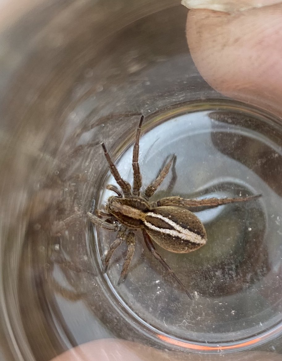 Alopecosa cuneata - nice record for the English Midlands whilst out in the rain today. @BritishSpiders @NTClumberPark