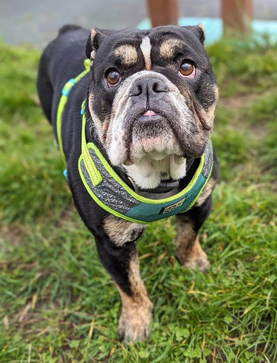 Please retweet to help Viper find a home #LANCASHIRE #UK 
🔷AVAILABLE FOR ADOPTION, REGISTERED BRITISH CHARITY🔷
'This lovely lady is Viper, she’s a 2 year old Bulldog. She’s a very friendly sociable girl.
She does have a lump in her neck, which the vet has said has to be