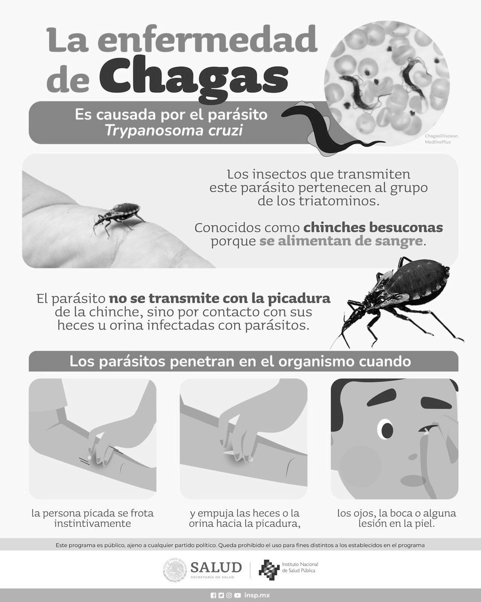 A diferencia del dengue o paludismo, la enfermedad de Chagas no se transmite directamente por la picadura de las chinches, sino por el contacto con sus heces.

Consulta la nota: insp.mx/avisos/como-se…

#Chagas #EnfermedadChagas