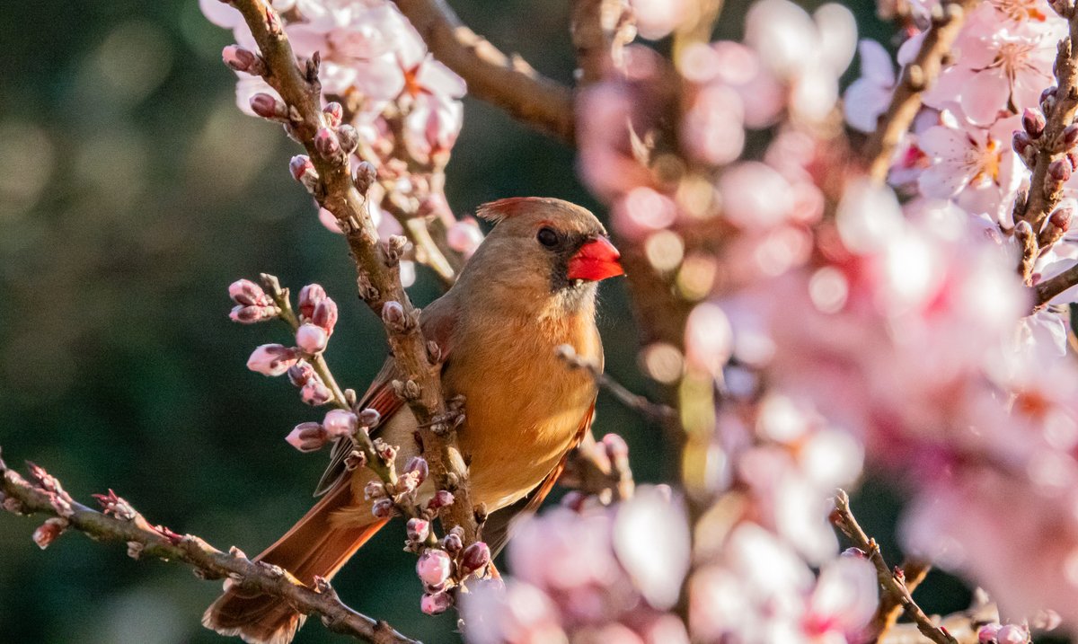 sandrasphotos's tweet image. #femalecardinal with her nose stuck in a peach blossom. . .
#HappyEarthDay 
#BirdsOfTwitter