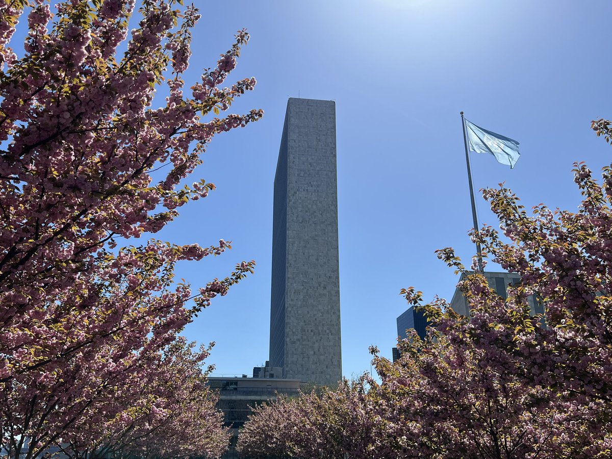 Spring blossom putting on a show for #EarthDay2024 at the UN today. 

(And a lovely &amp; apt surprise - bumping into the inspirational advocate for indigenous peoples’ stewardship of the planet <a href="/hindououmar/">Hindou</a>)