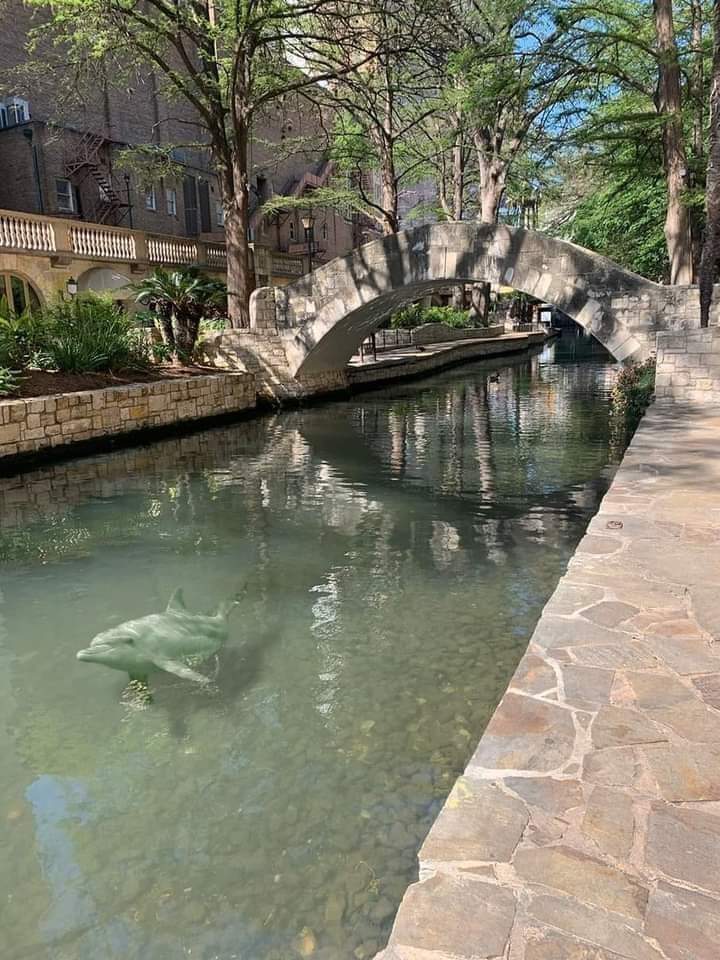 'Such a beautiful thing when the dolphins return to the San
Antonio Riverwalk each spring' 😅 🐬
#Texas 🇨🇱 #Texans