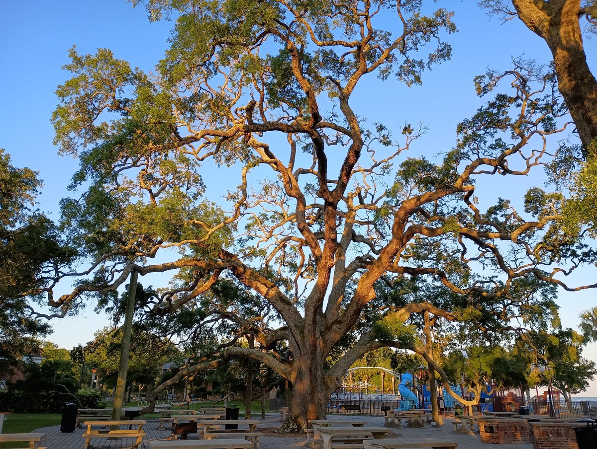 rsmcneill's tweet photo. QFTC Day 14 - on the way home, stop in St Simons Island, GA.  VERY picturesque village, lighthouse, huge live oaks, gorgeous sunset, and the most humongous vehicle-carrier ship heading out to sea https://t.co/1UTehFl0MV