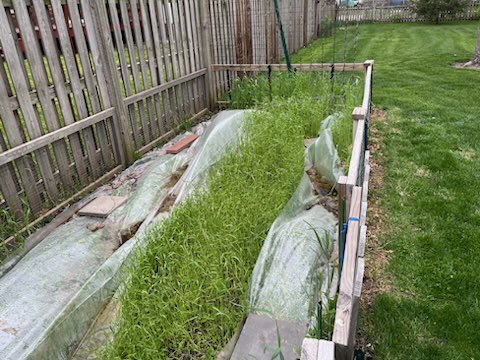 Help! How do I advise my dad on killing these #covercrops?! He had plastic on them for weeks…he said they were busting through it. He said he preferred not to spray? Please @ me! Anxiety is high around the Kerofsky household! I mean always … but now in particular! 🤣😬