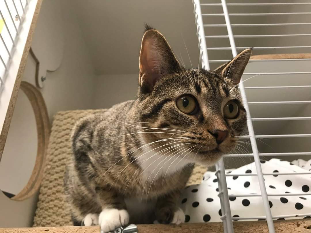 MooMoo popping in to remind you her adoption fee is only $75 until Thursday! 

This gorgeous gal is 7 years young and on the lookout for her forever home! 

#safeteamrescue #adoptdontshop #adoptme #edmontonadoptables #rescuecat #rescuedismyfavoritebreed #yeg #yegcats #catlovers